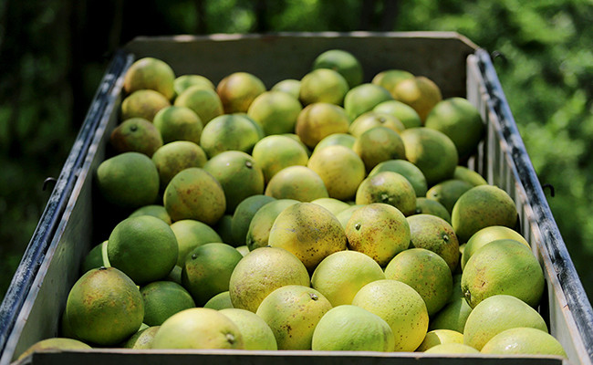 Сезон сбора помело Фукчать ảnh 6 Сезон сбора помело Фукчать ảnh 6