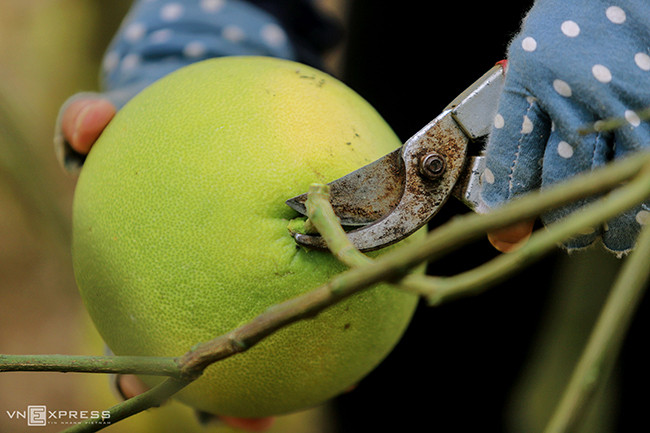 Сезон сбора помело Фукчать ảnh 5 Сезон сбора помело Фукчать ảnh 5