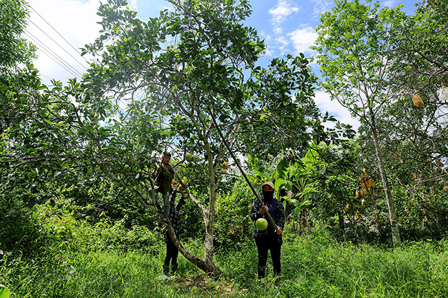 Сезон сбора помело Фукчать ảnh 4 Сезон сбора помело Фукчать ảnh 4