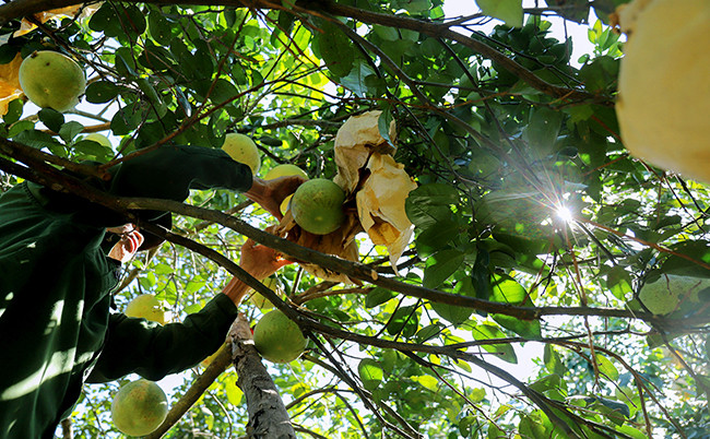 Сезон сбора помело Фукчать ảnh 3 Сезон сбора помело Фукчать ảnh 3