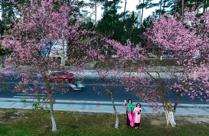 Распускаются цветы тайской сакуры в центре Далата ảnh 2