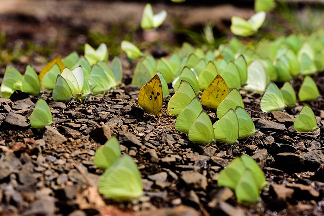 Сезон бабочек на плато Тэйнгуен ảnh 5 Сезон бабочек на плато Тэйнгуен ảnh 5