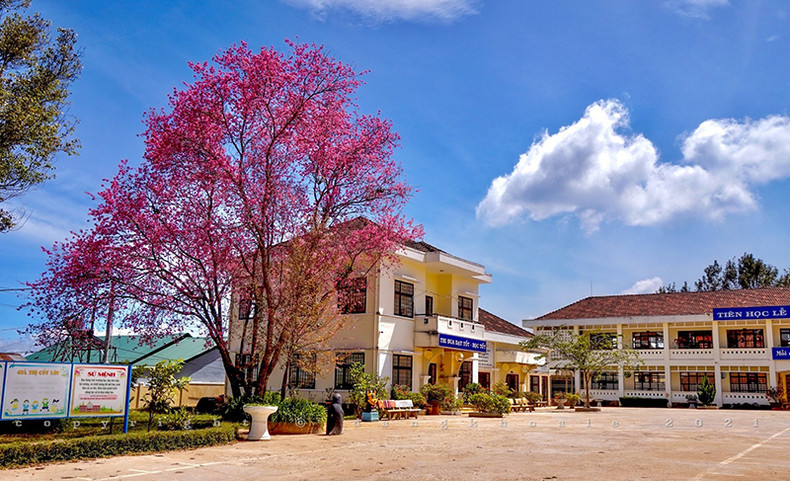 Распускаются цветы тайской сакуры в центре Далата ảnh 8