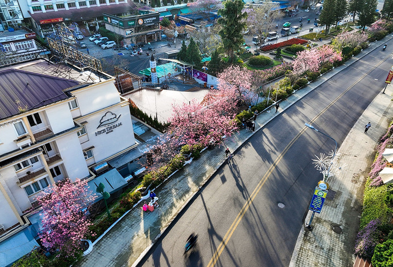 Распускаются цветы тайской сакуры в центре Далата ảnh 3