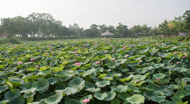 Сезон лотоса в Ханое ảnh 10 Сезон лотоса в Ханое ảnh 10