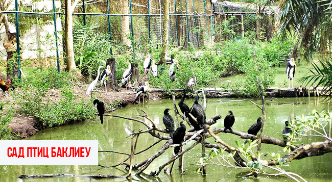 7 интересных мест, достойных посещения при путешествии в провинцию Баклиеу ảnh 2