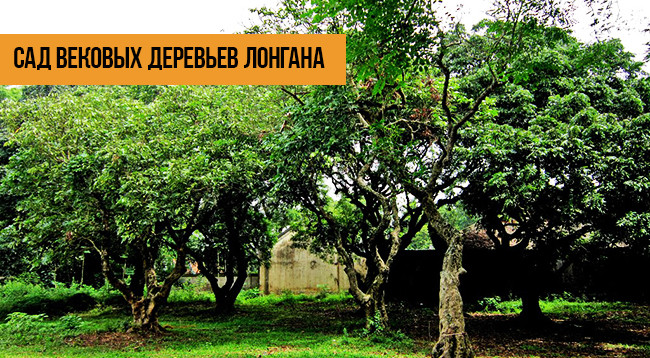 7 интересных мест, достойных посещения при путешествии в провинцию Баклиеу ảnh 3