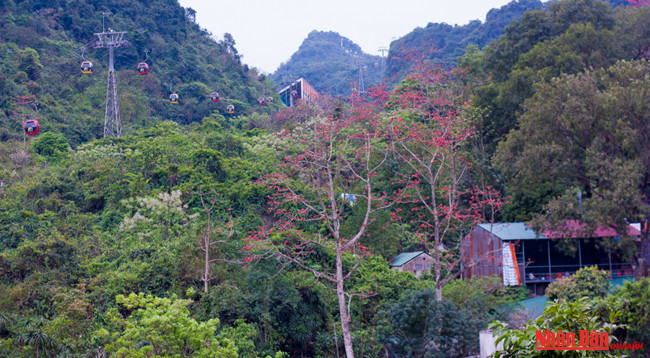 Любуемся цветками дерева Бомбакс сейба в пагоде Хыонг ảnh 4 Любуемся цветками дерева Бомбакс сейба в пагоде Хыонг ảnh 4