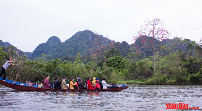 Любуемся цветками дерева Бомбакс сейба в пагоде Хыонг ảnh 13 Любуемся цветками дерева Бомбакс сейба в пагоде Хыонг ảnh 13