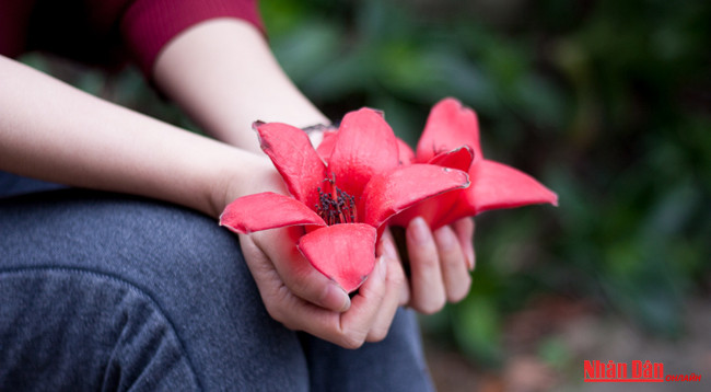 Любуемся цветками дерева Бомбакс сейба в пагоде Хыонг ảnh 7 Любуемся цветками дерева Бомбакс сейба в пагоде Хыонг ảnh 7