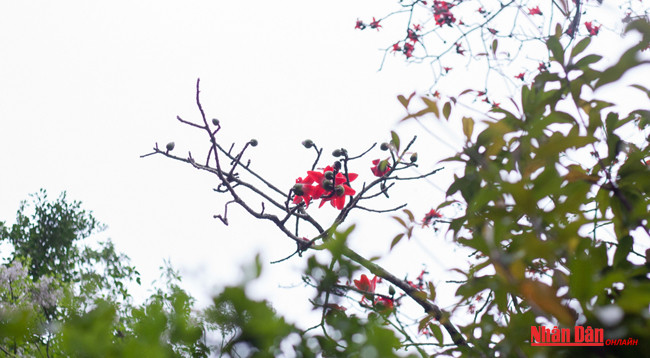 Любуемся цветками дерева Бомбакс сейба в пагоде Хыонг ảnh 11 Любуемся цветками дерева Бомбакс сейба в пагоде Хыонг ảnh 11