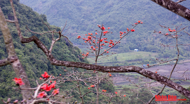 Любуемся цветками дерева Бомбакс сейба в пагоде Хыонг ảnh 9 Любуемся цветками дерева Бомбакс сейба в пагоде Хыонг ảnh 9