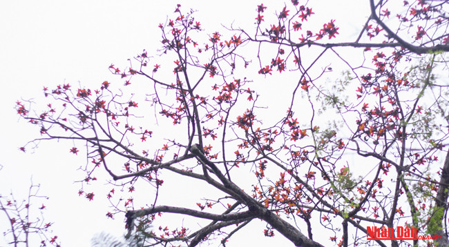 Любуемся цветками дерева Бомбакс сейба в пагоде Хыонг ảnh 6 Любуемся цветками дерева Бомбакс сейба в пагоде Хыонг ảnh 6