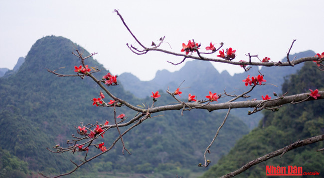 Любуемся цветками дерева Бомбакс сейба в пагоде Хыонг ảnh 2 Любуемся цветками дерева Бомбакс сейба в пагоде Хыонг ảnh 2