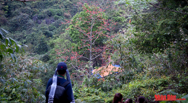 Любуемся цветками дерева Бомбакс сейба в пагоде Хыонг ảnh 12 Любуемся цветками дерева Бомбакс сейба в пагоде Хыонг ảnh 12