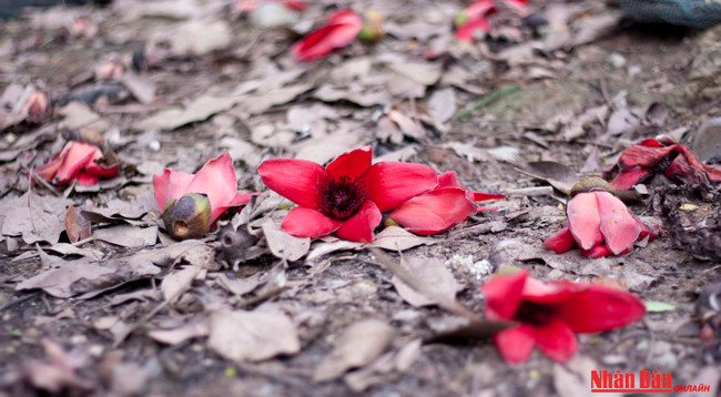 Любуемся цветками дерева Бомбакс сейба в пагоде Хыонг ảnh 3 Любуемся цветками дерева Бомбакс сейба в пагоде Хыонг ảnh 3