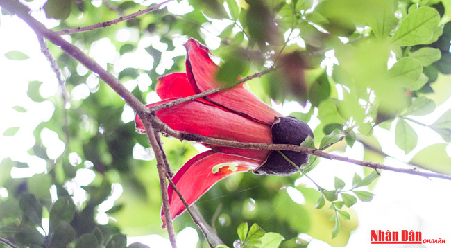 Любуемся цветками дерева Бомбакс сейба в пагоде Хыонг ảnh 5 Любуемся цветками дерева Бомбакс сейба в пагоде Хыонг ảnh 5