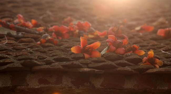 Сезон цветов бомбакса сейбы на каменном плоскогорье Хажанг ảnh 4 Сезон цветов бомбакса сейбы на каменном плоскогорье Хажанг ảnh 4