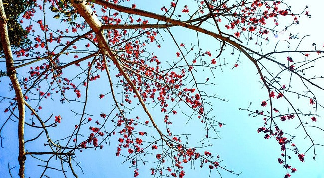 Сезон цветов бомбакса сейбы на каменном плоскогорье Хажанг ảnh 8 Сезон цветов бомбакса сейбы на каменном плоскогорье Хажанг ảnh 8