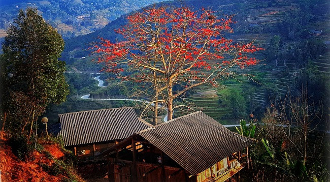 Сезон цветов бомбакса сейбы на каменном плоскогорье Хажанг ảnh 1 Сезон цветов бомбакса сейбы на каменном плоскогорье Хажанг ảnh 1