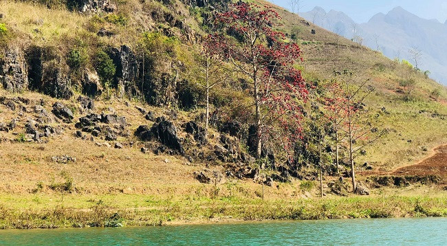 Сезон цветов бомбакса сейбы на каменном плоскогорье Хажанг ảnh 7 Сезон цветов бомбакса сейбы на каменном плоскогорье Хажанг ảnh 7