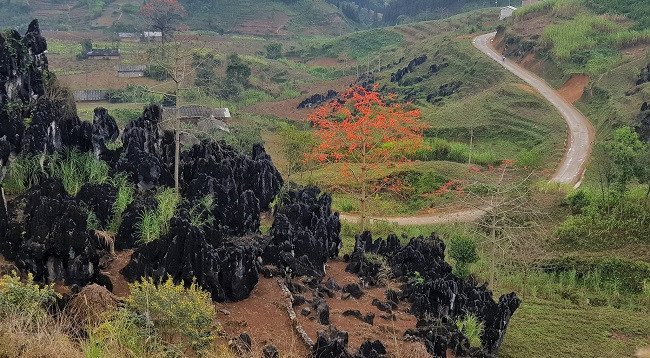 Сезон цветов бомбакса сейбы на каменном плоскогорье Хажанг ảnh 6 Сезон цветов бомбакса сейбы на каменном плоскогорье Хажанг ảnh 6