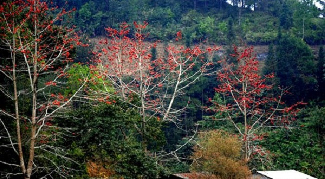 Сезон цветов бомбакса сейбы на каменном плоскогорье Хажанг ảnh 3 Сезон цветов бомбакса сейбы на каменном плоскогорье Хажанг ảnh 3