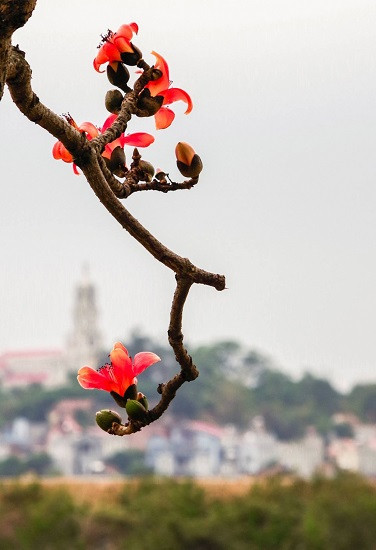 Сезон цветов бомбакса сейбы на каменном плоскогорье Хажанг ảnh 2 Сезон цветов бомбакса сейбы на каменном плоскогорье Хажанг ảnh 2