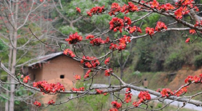 Сезон цветов бомбакса сейбы на каменном плоскогорье Хажанг ảnh 5 Сезон цветов бомбакса сейбы на каменном плоскогорье Хажанг ảnh 5