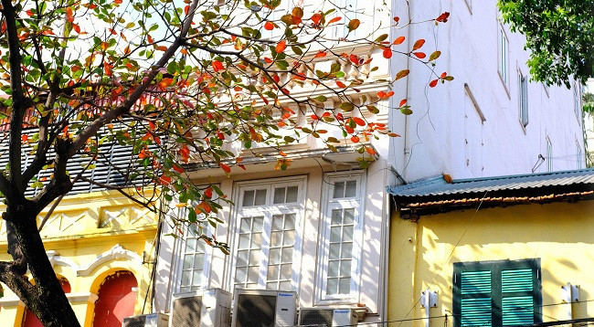 Ханой выглядит красиво во время листопада терминалии катаппы ảnh 5 Ханой выглядит красиво во время листопада терминалии катаппы ảnh 5