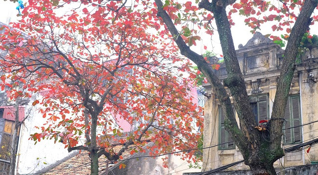 Ханой выглядит красиво во время листопада терминалии катаппы ảnh 2 Ханой выглядит красиво во время листопада терминалии катаппы ảnh 2