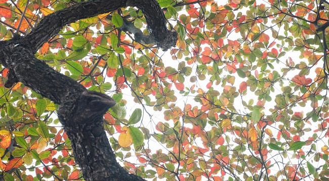 Ханой выглядит красиво во время листопада терминалии катаппы ảnh 4 Ханой выглядит красиво во время листопада терминалии катаппы ảnh 4