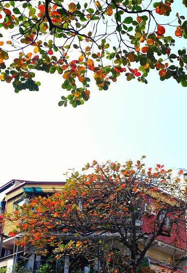 Ханой выглядит красиво во время листопада терминалии катаппы ảnh 3 Ханой выглядит красиво во время листопада терминалии катаппы ảnh 3