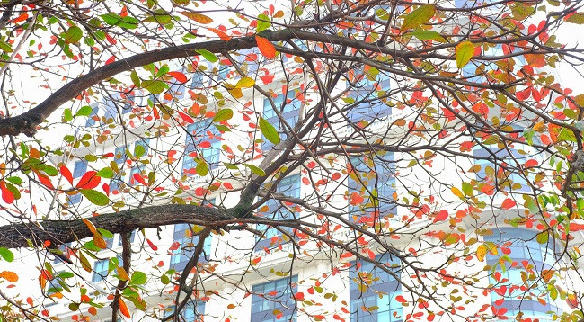 Ханой выглядит красиво во время листопада терминалии катаппы ảnh 7 Ханой выглядит красиво во время листопада терминалии катаппы ảnh 7