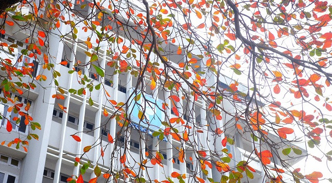 Ханой выглядит красиво во время листопада терминалии катаппы ảnh 1 Ханой выглядит красиво во время листопада терминалии катаппы ảnh 1