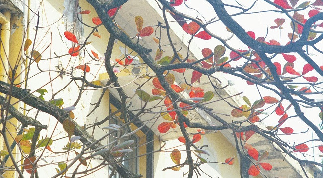 Ханой выглядит красиво во время листопада терминалии катаппы ảnh 9 Ханой выглядит красиво во время листопада терминалии катаппы ảnh 9