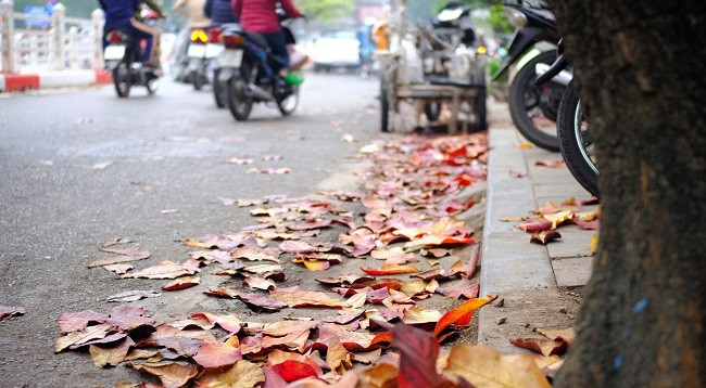 Ханой выглядит красиво во время листопада терминалии катаппы ảnh 8 Ханой выглядит красиво во время листопада терминалии катаппы ảnh 8