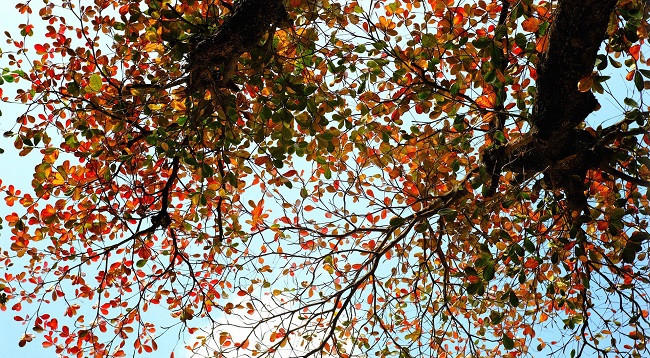 Ханой выглядит красиво во время листопада терминалии катаппы ảnh 6 Ханой выглядит красиво во время листопада терминалии катаппы ảnh 6