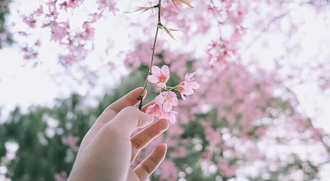 Рано цветущая тайская сакура в Далате привлекает туристов ảnh 7 Рано цветущая тайская сакура в Далате привлекает туристов ảnh 7