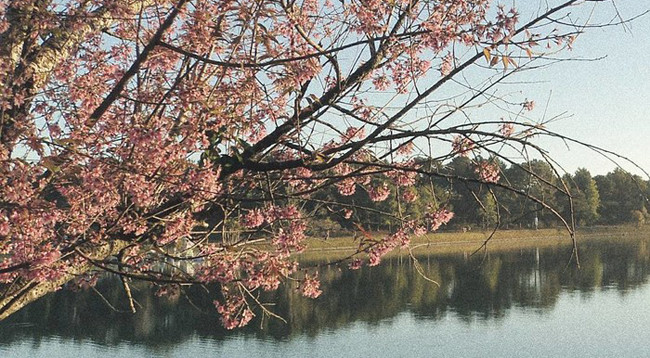 Рано цветущая тайская сакура в Далате привлекает туристов ảnh 6 Рано цветущая тайская сакура в Далате привлекает туристов ảnh 6