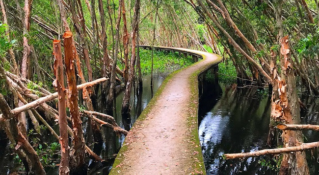 Каяпутовый лес Танлап ảnh 3 Каяпутовый лес Танлап ảnh 3