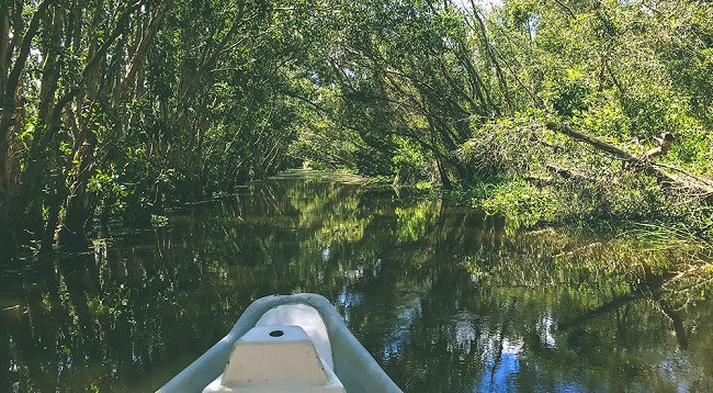 Каяпутовый лес Танлап ảnh 2 Каяпутовый лес Танлап ảnh 2