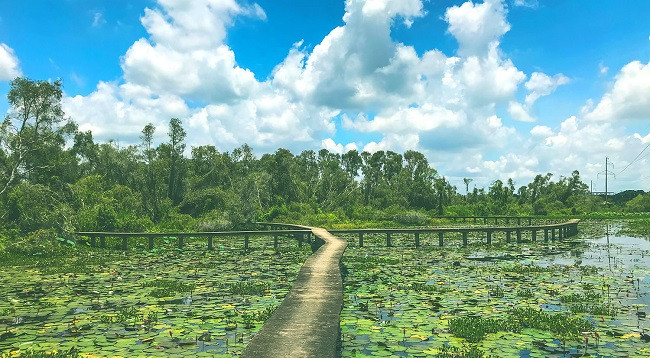 Каяпутовый лес Танлап ảnh 4 Каяпутовый лес Танлап ảnh 4