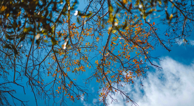 Открываем для себя Рутя – мангровый лес Тхыатхиен-Хюэ ảnh 2 Открываем для себя Рутя – мангровый лес Тхыатхиен-Хюэ ảnh 2