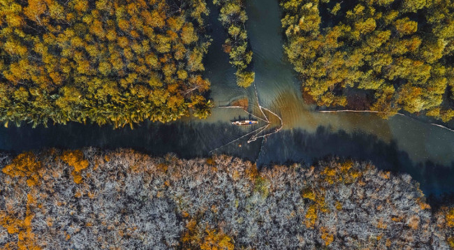 Открываем для себя Рутя – мангровый лес Тхыатхиен-Хюэ ảnh 3 Открываем для себя Рутя – мангровый лес Тхыатхиен-Хюэ ảnh 3