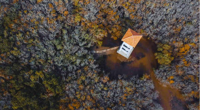 Открываем для себя Рутя – мангровый лес Тхыатхиен-Хюэ ảnh 5 Открываем для себя Рутя – мангровый лес Тхыатхиен-Хюэ ảnh 5