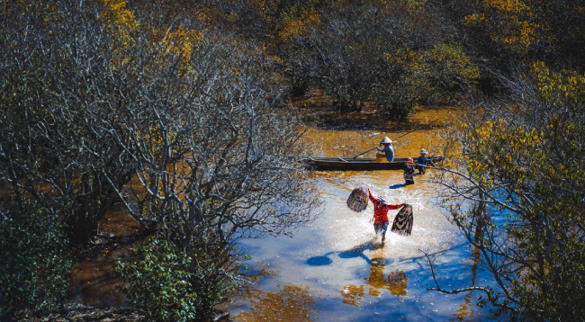 Открываем для себя Рутя – мангровый лес Тхыатхиен-Хюэ ảnh 4 Открываем для себя Рутя – мангровый лес Тхыатхиен-Хюэ ảnh 4