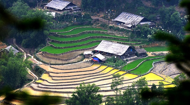 Полюбуемся террасными рисовыми полями в Шапе в сезон заливных полей ảnh 5 Полюбуемся террасными рисовыми полями в Шапе в сезон заливных полей ảnh 5