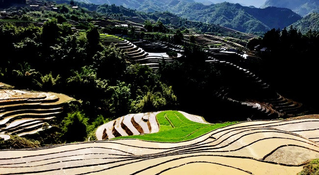 Полюбуемся террасными рисовыми полями в Шапе в сезон заливных полей ảnh 2 Полюбуемся террасными рисовыми полями в Шапе в сезон заливных полей ảnh 2