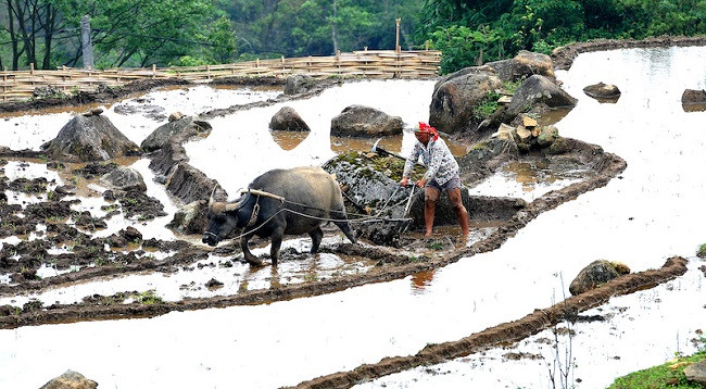 Полюбуемся террасными рисовыми полями в Шапе в сезон заливных полей ảnh 4 Полюбуемся террасными рисовыми полями в Шапе в сезон заливных полей ảnh 4